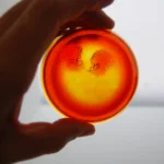 René Lalique — An exclusive and rare orange ‘Deux Zephyrs’ by Lalique